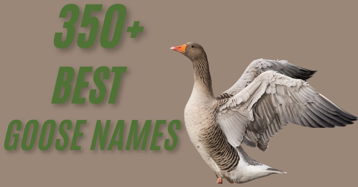 Goose Names