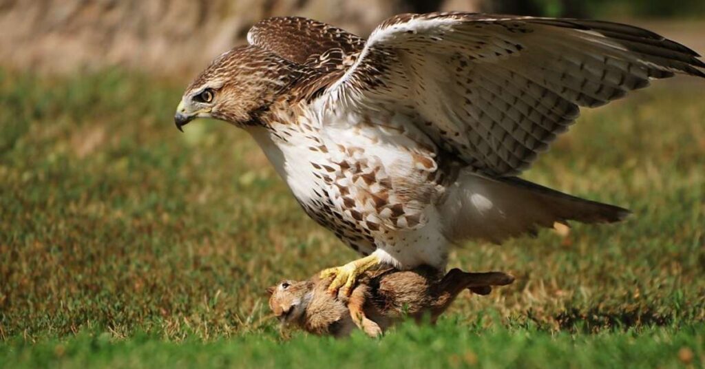 Hawk Female Names