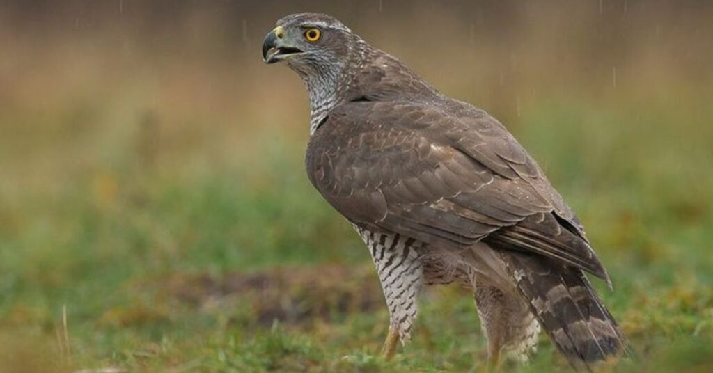 Hawk Names in Other Languages