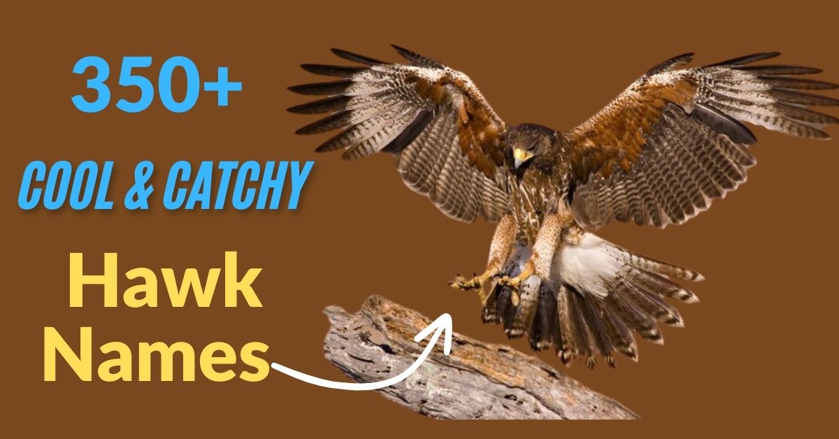 Hawk Names