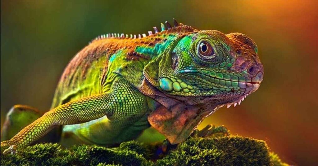 Iguana Names in Other Languages