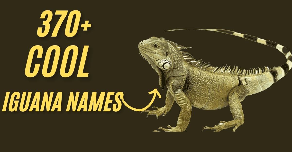 Iguana Names