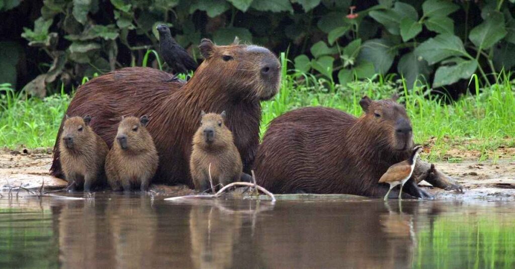 Instagram Usernames for Capybara