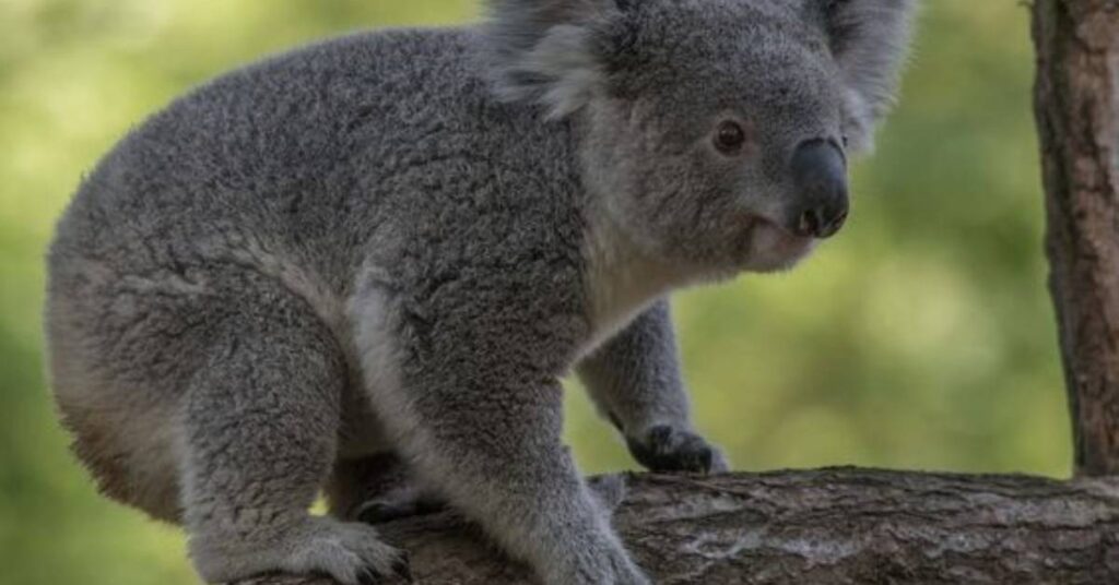 Koala Cartoon Names