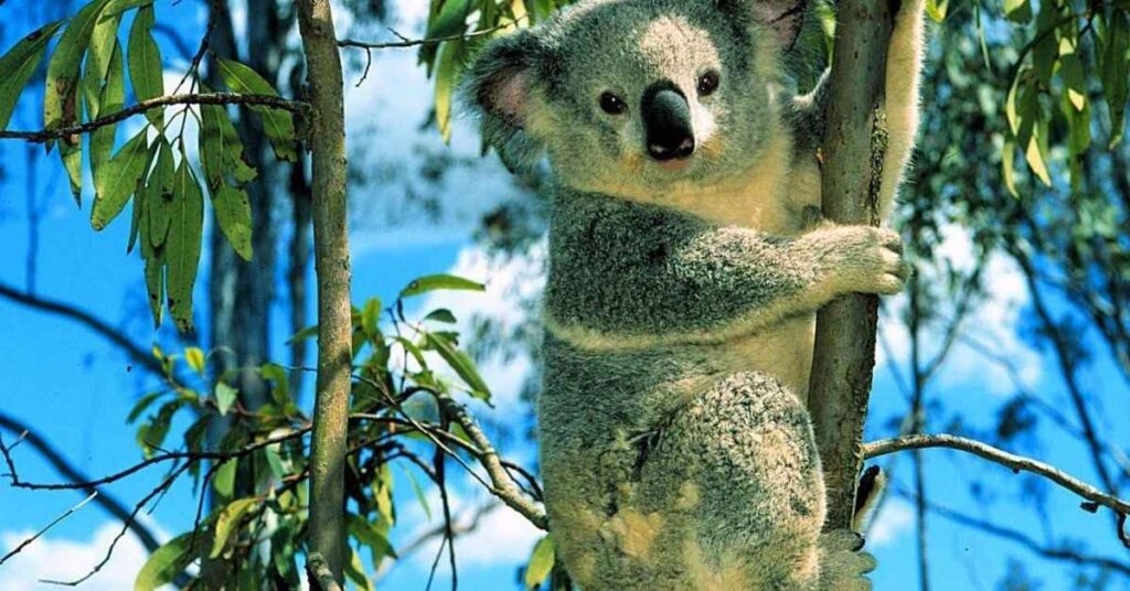 Koala Names Starting with “K”