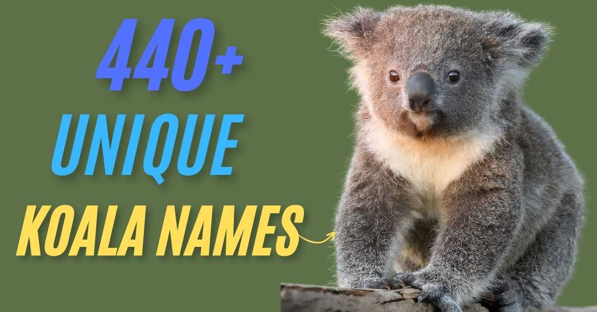 Koala Names