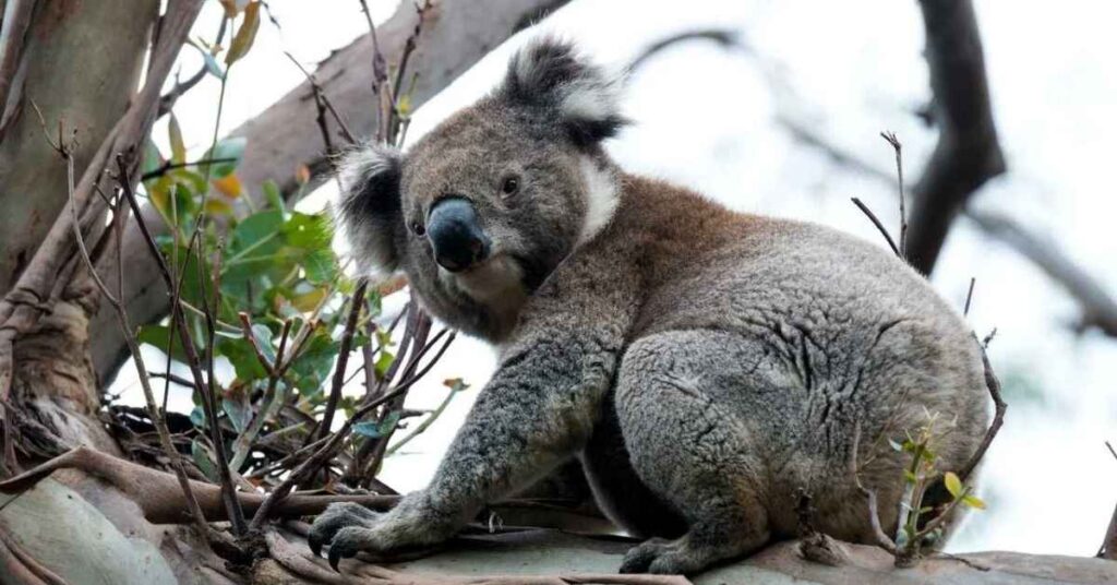 Koala Pun Names