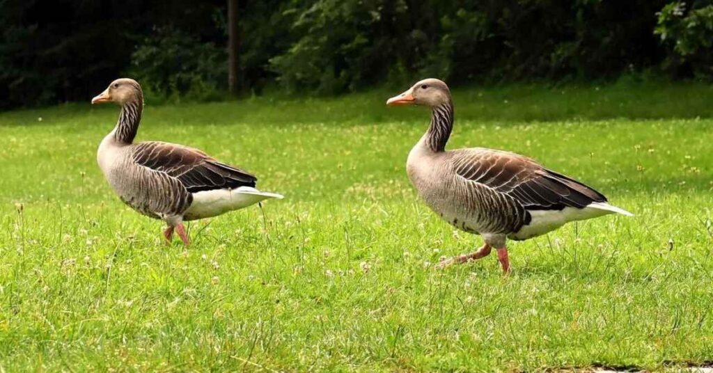 Large Goose Names