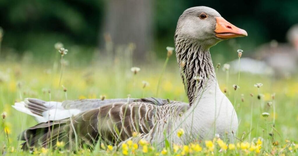 Male Goose Names