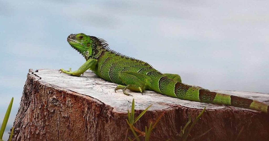 Male Iguana Names