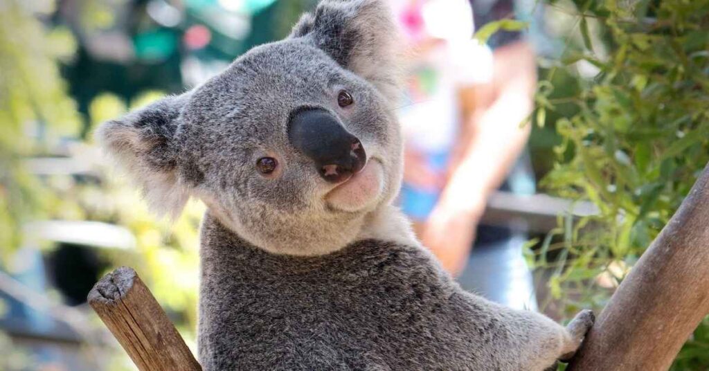 Male Koala Names