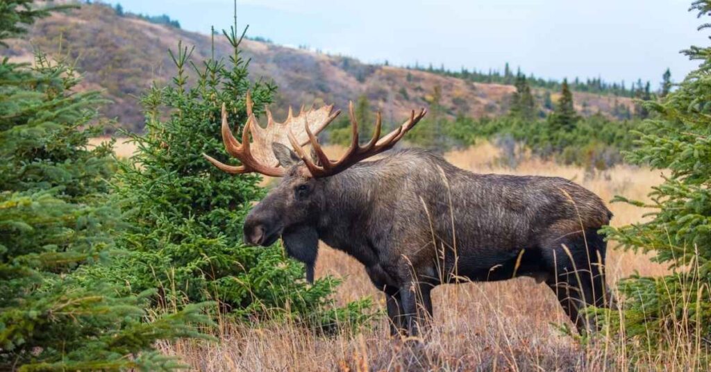 Male Moose Names