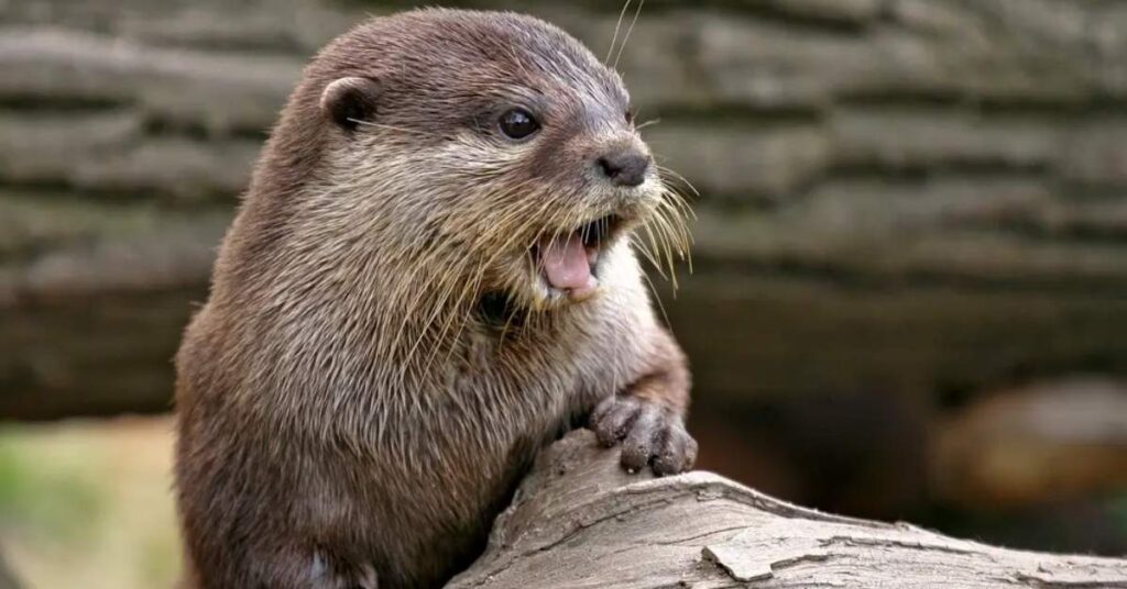 Male Otter Names