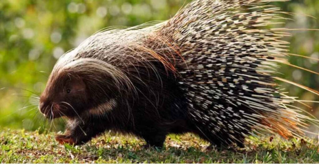 Male Porcupine Names