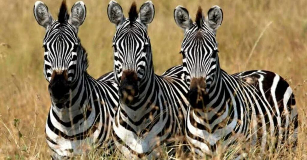 Male Zebra Names