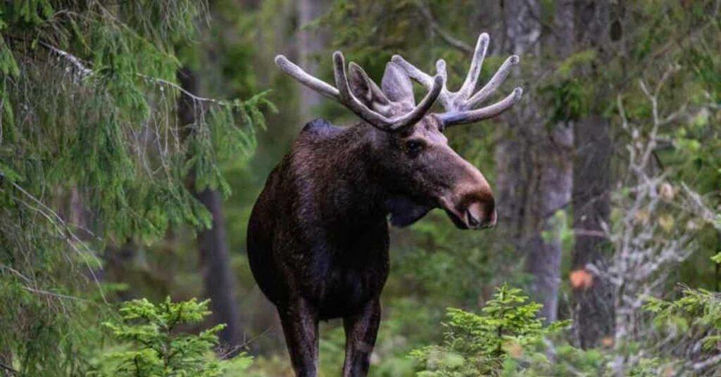 Moose Names that Start with “M”