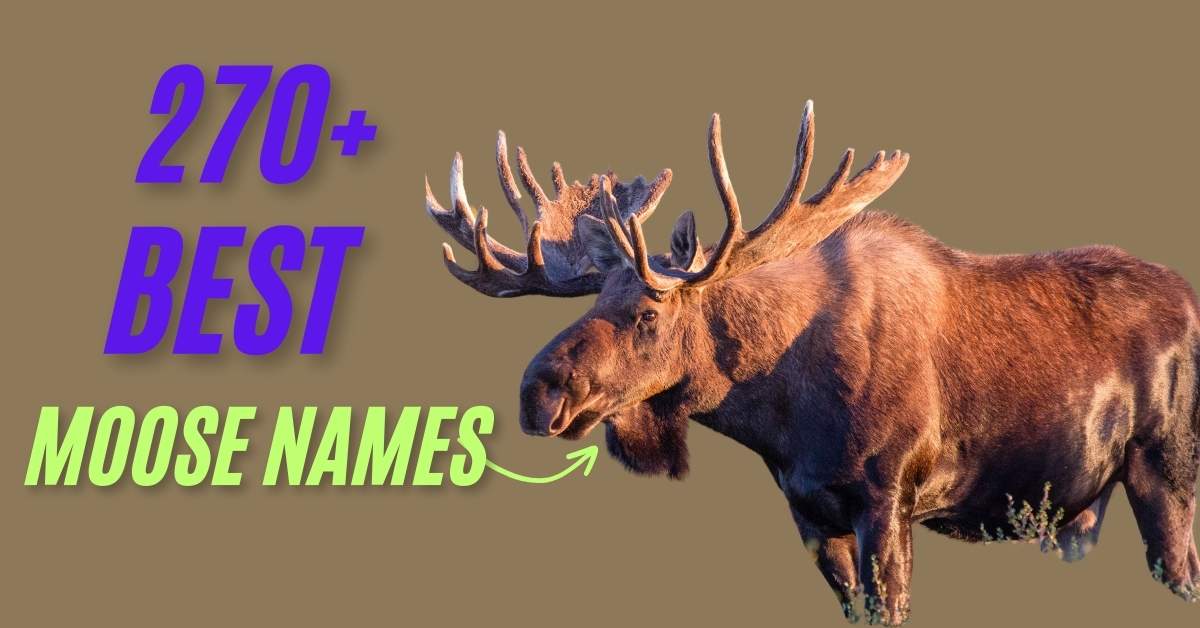 Moose Names