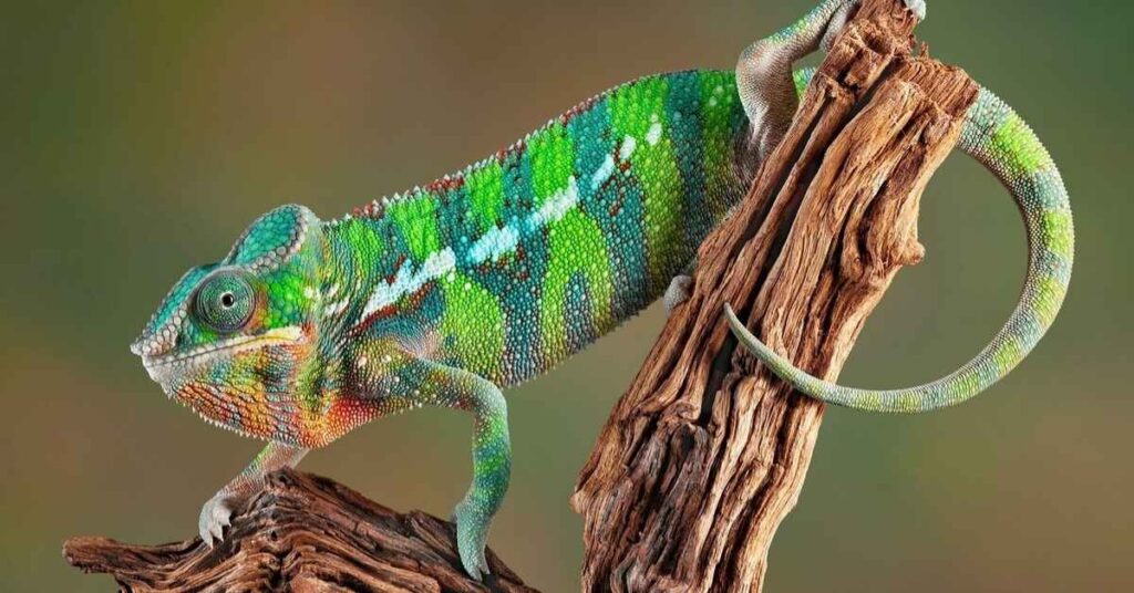 Names for Chameleon Males