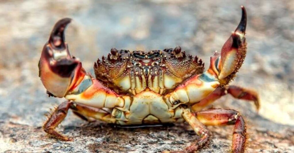 Names for Crab Male