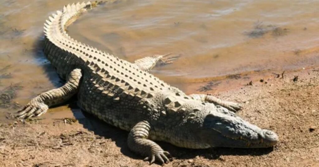 Names for Female Alligators