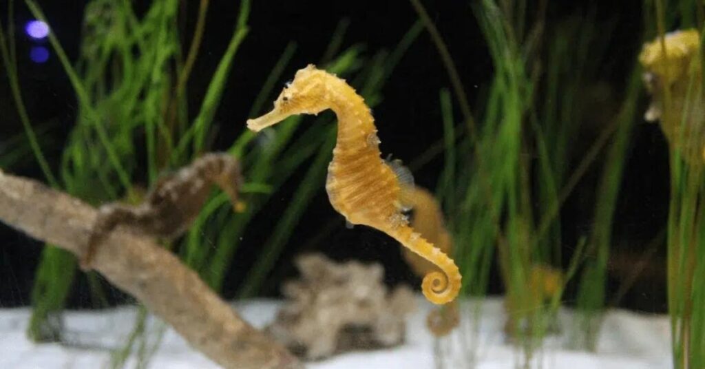 Names that Mean Seahorse