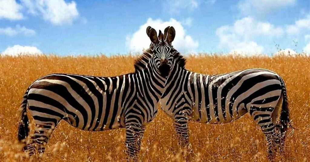 Names That Mean Zebra