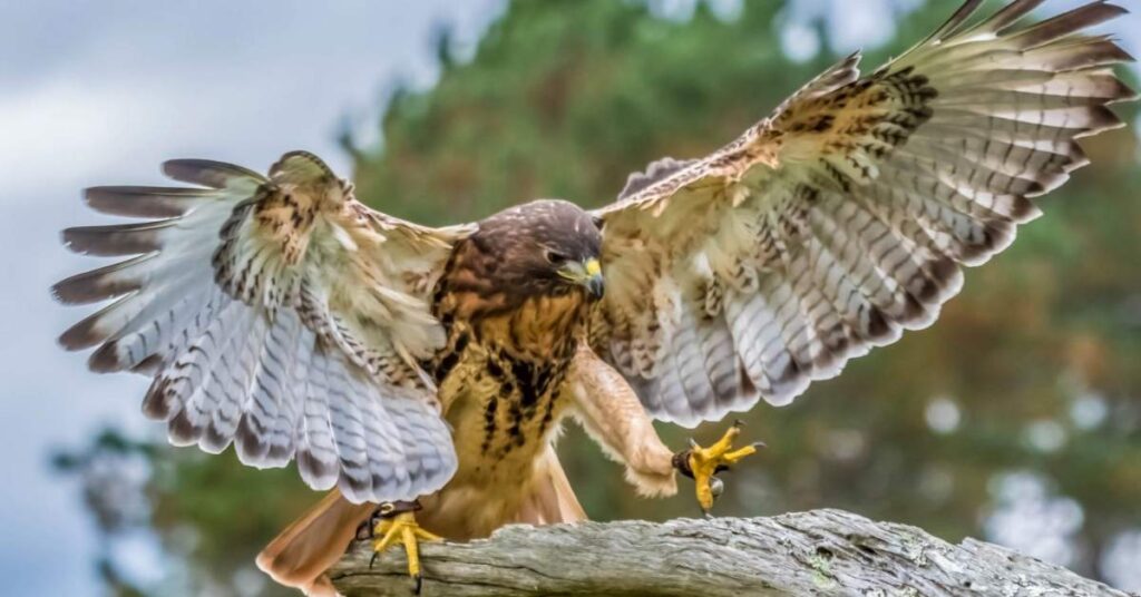 Native American Hawk Names