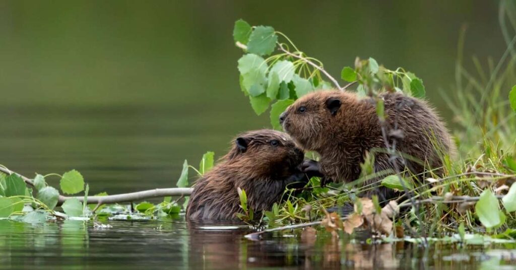 Nature-Inspired Beaver Names