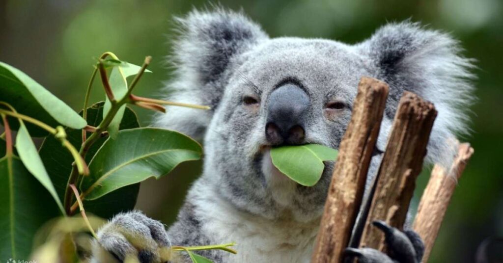 Nature-Inspired Koala Names