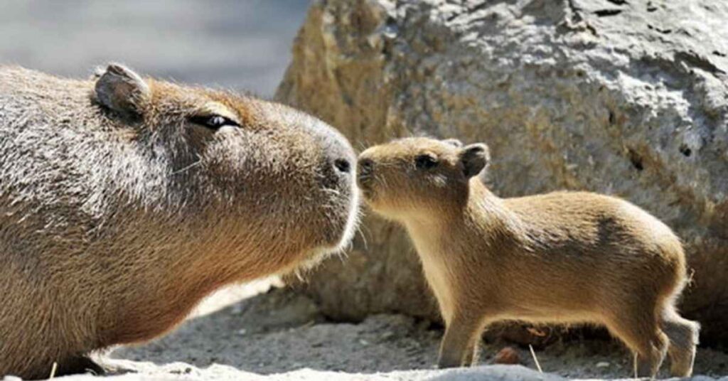 Nicknames for Capybara