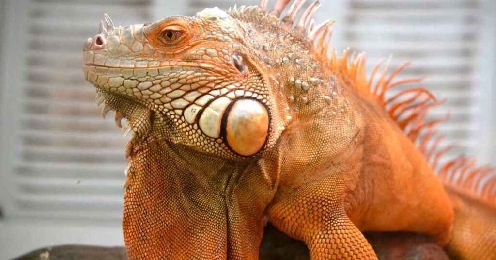 Orange Iguana Names