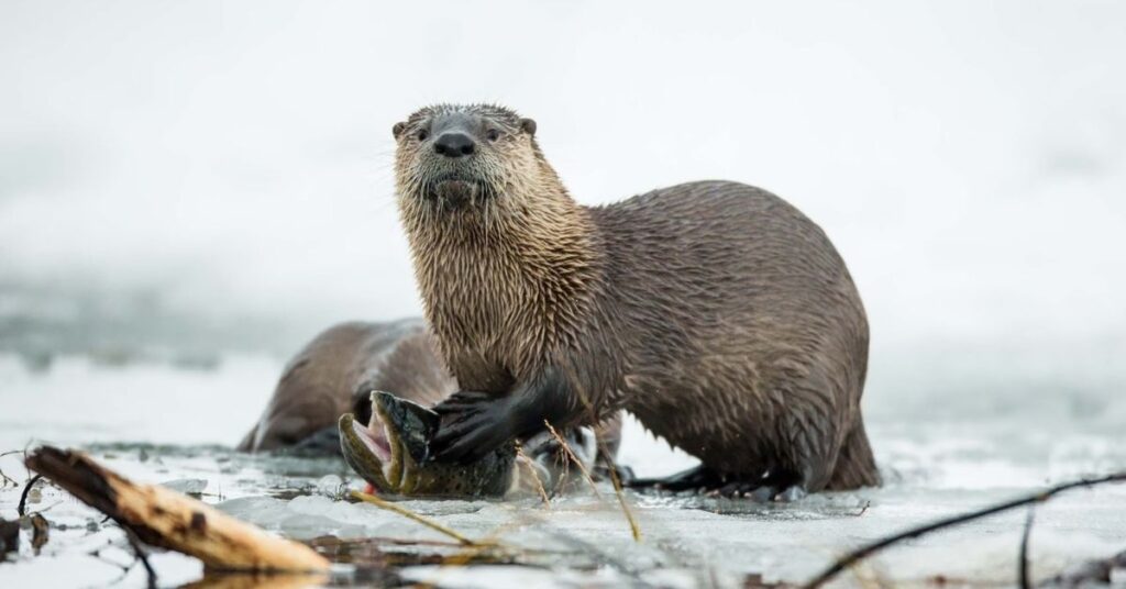 Otter Names in Other Languages