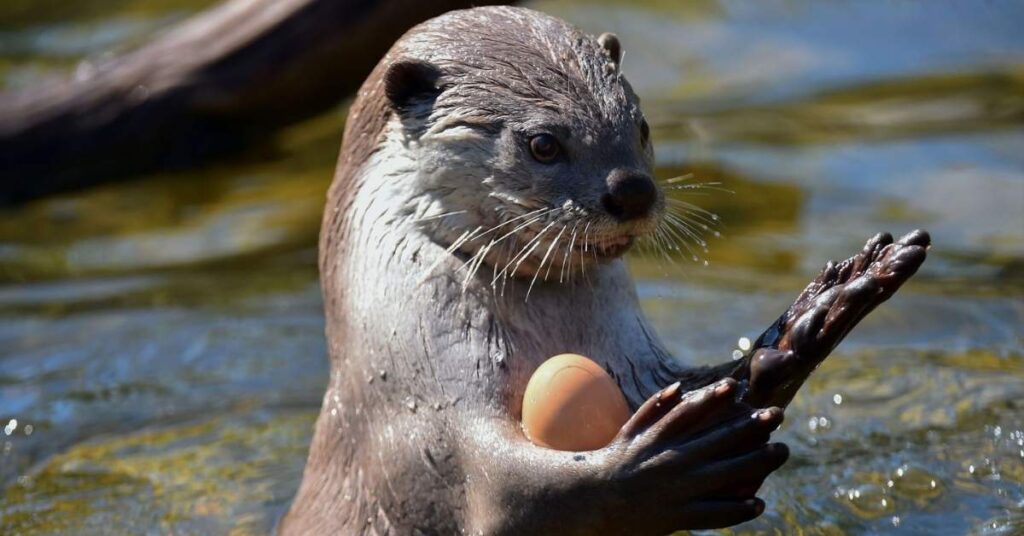 Otter Pun Names