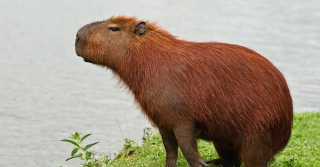 Pairs Capybara Names