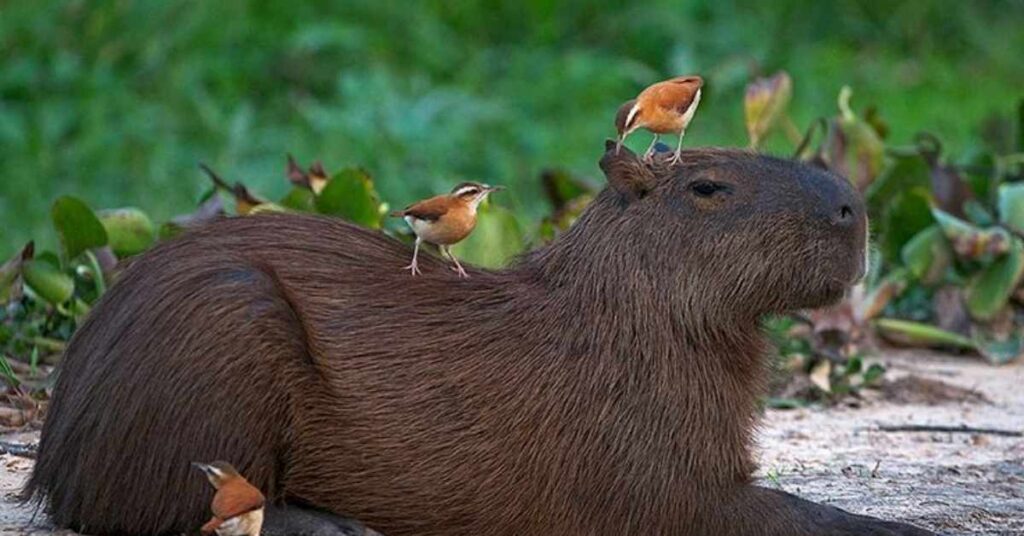 Pet Capybara Names