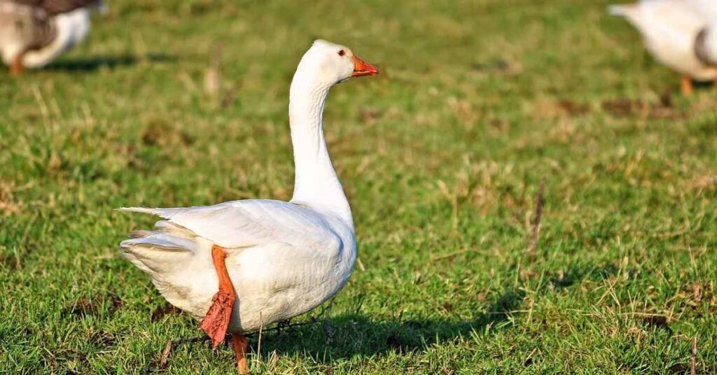 Pet Goose Names With Meaning