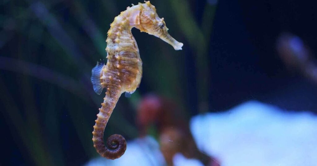 Pet Seahorse Names