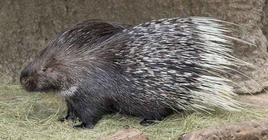 Porcupine Names in Different Languages