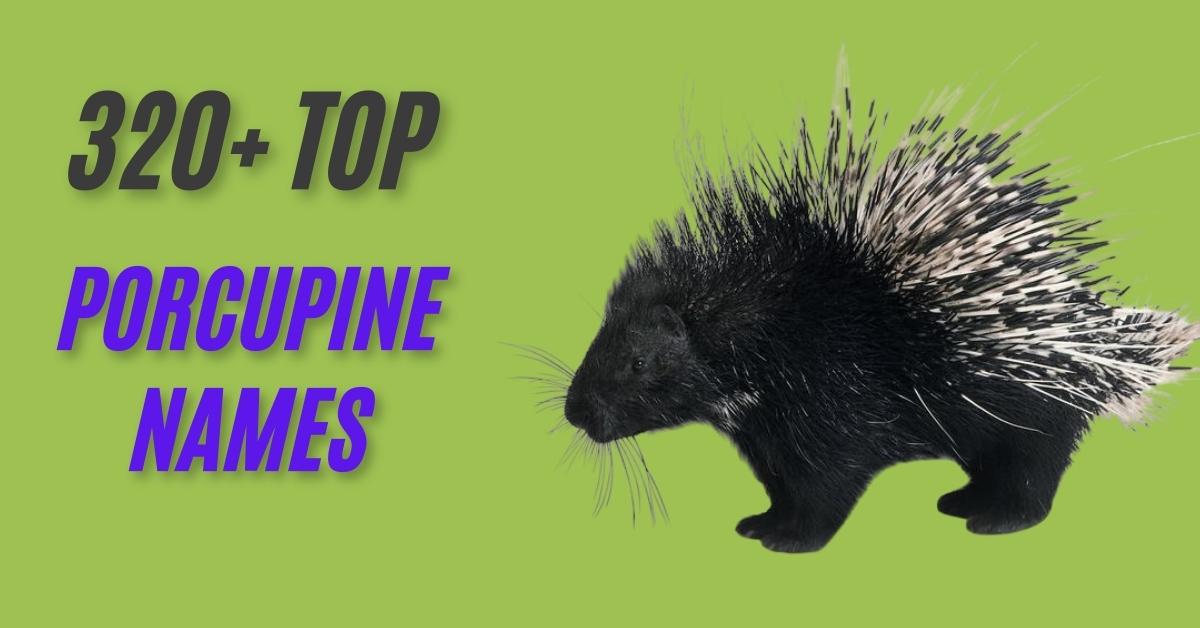 Porcupine Names