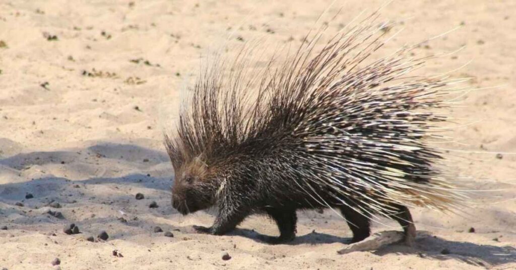 Porcupine Pet Names