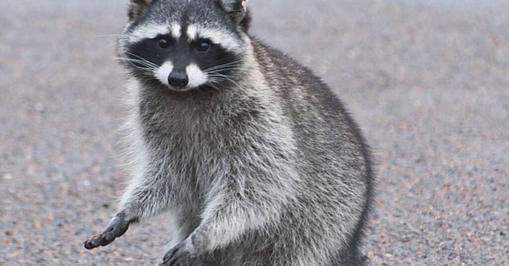 Raccoon Names that Start with “R”