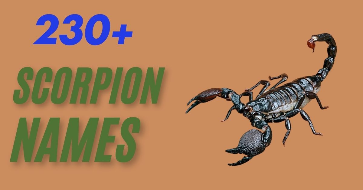 scorpion names