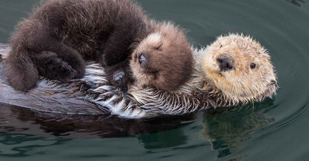 Sea Otter Names