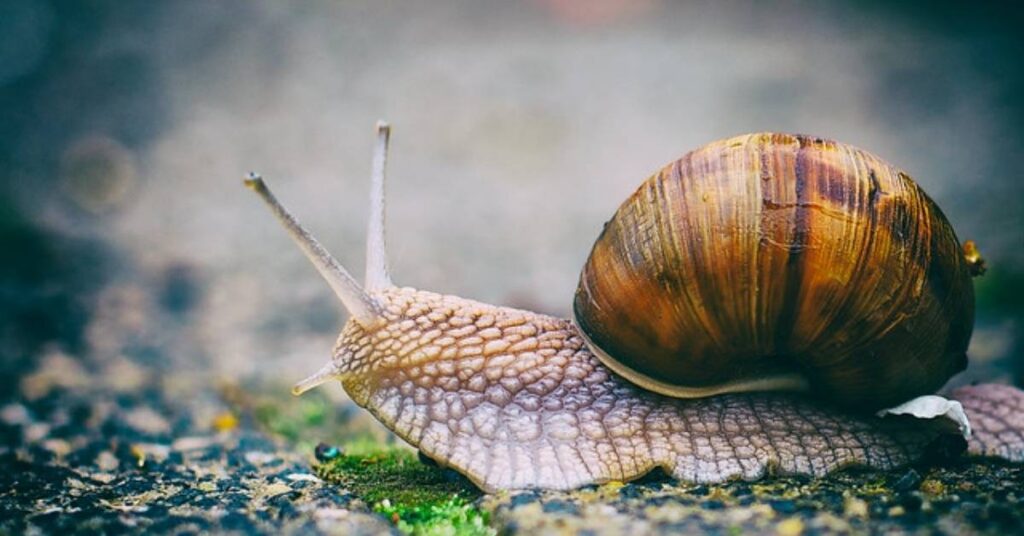 Sea Snail Names with Meaning