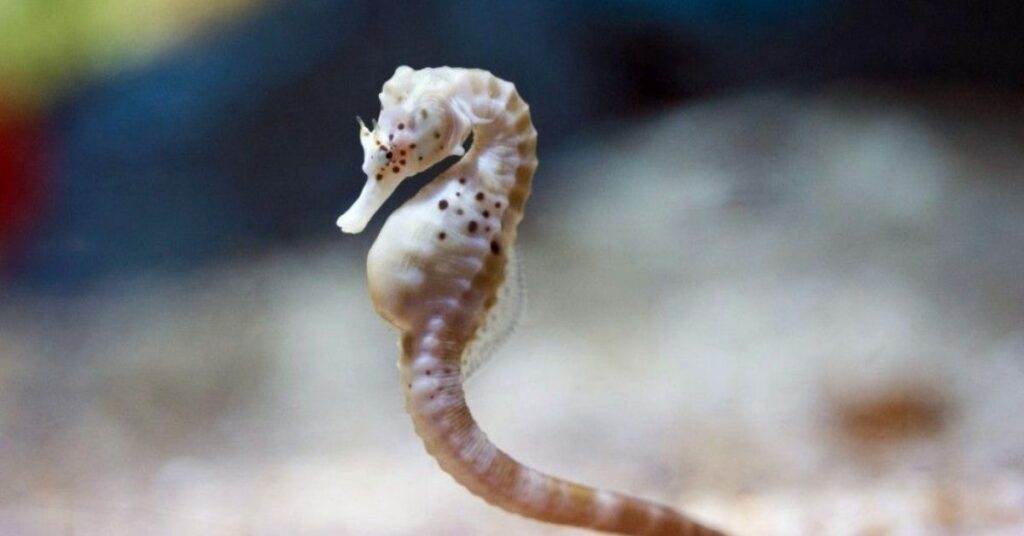 Seahorse Female Names