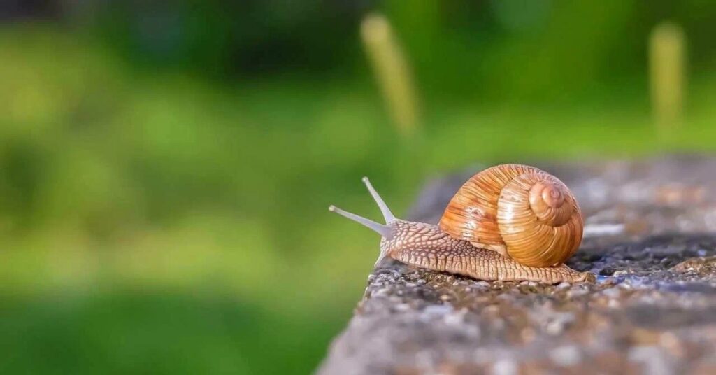 Snail Duck Names