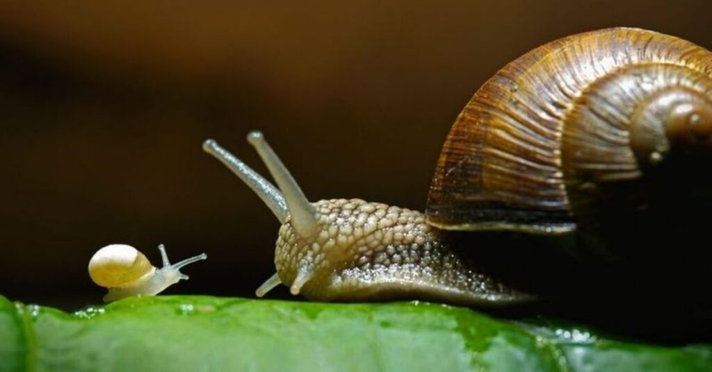 Snail Names in Other Languages