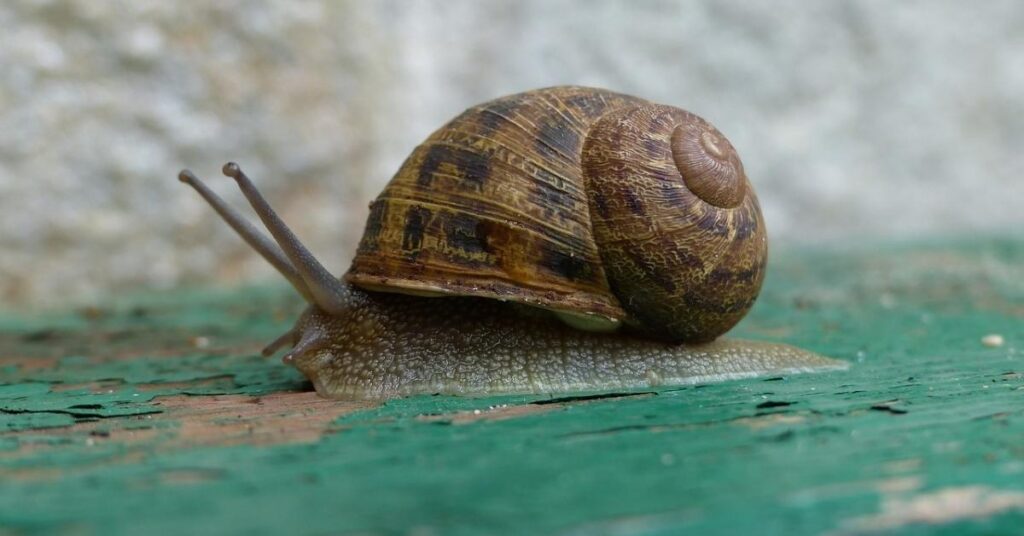 Snail Names Starting with “S”