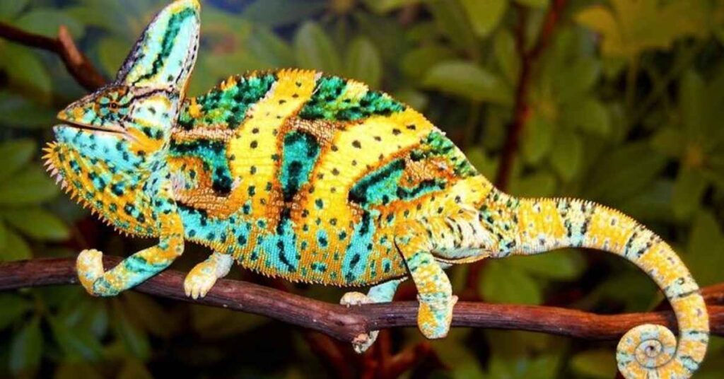 Starlit Names for Your Chameleon