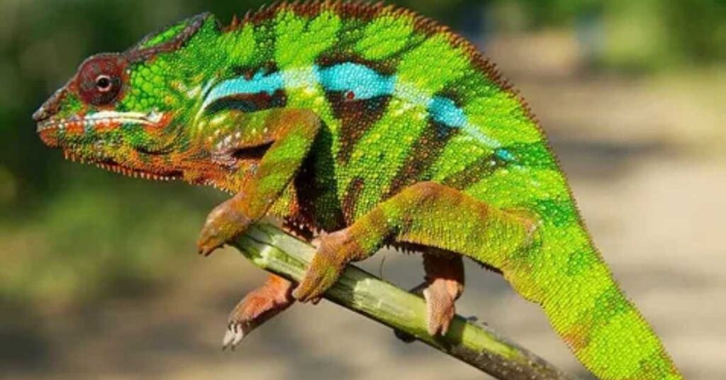 Stoner Chameleon Names